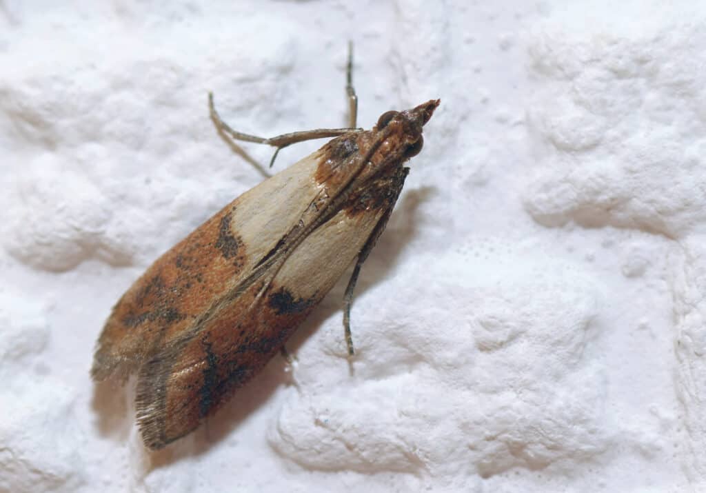 Why has my home been overrun by pantry moths and how do I get rid of them?  An expert explains