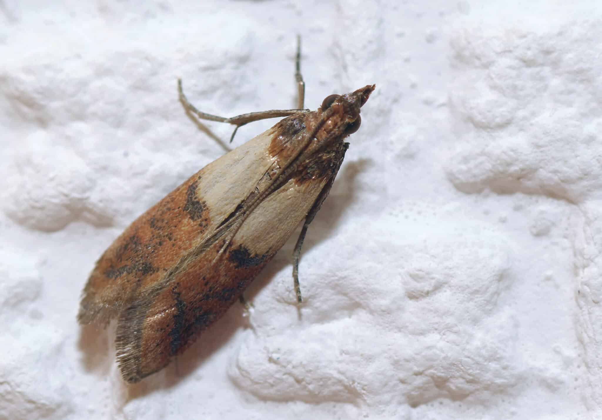 Indianmeal Moth - A-Z Animals