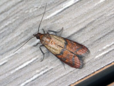A Indianmeal Moth