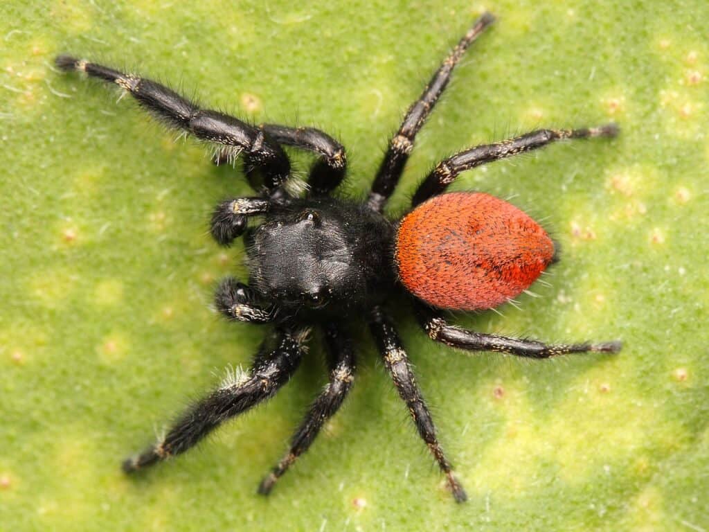 Meet the tiny jumping spider that walks like a feisty ant to evade  predators