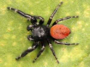 How Many Legs Do Spiders Have? 3 Interesting Facts About Spider Legs Picture