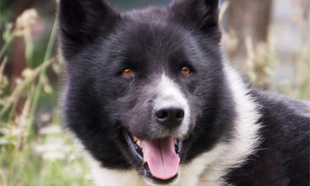 Photo of a black and white karelian bear dog's head