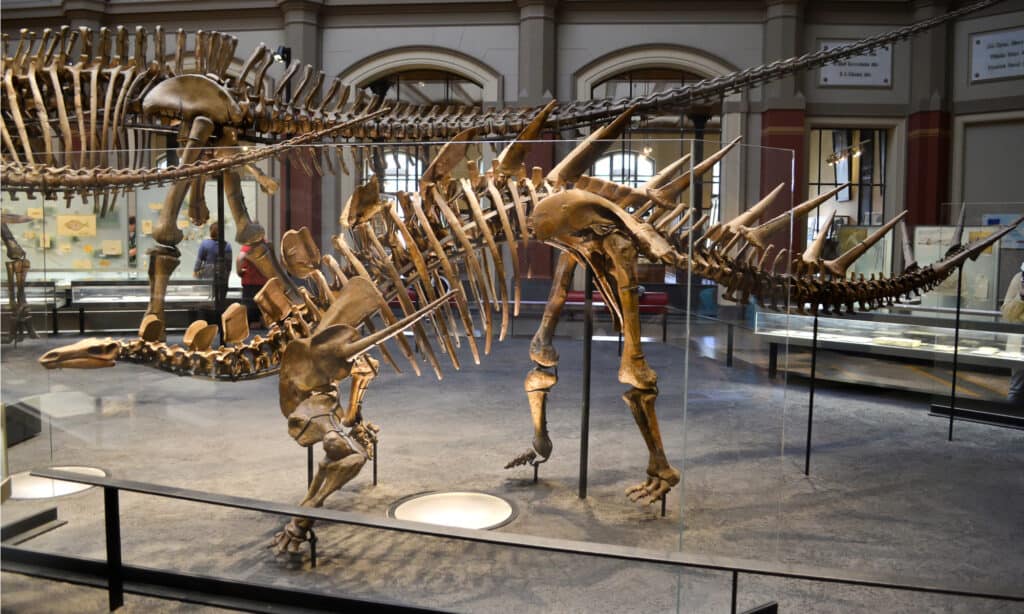 Kentrosaurus skeleton