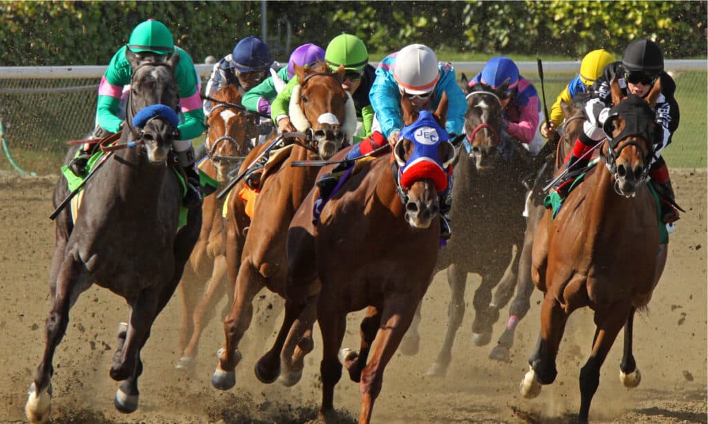 Jockeys storm down the homestretch in a claiming race.