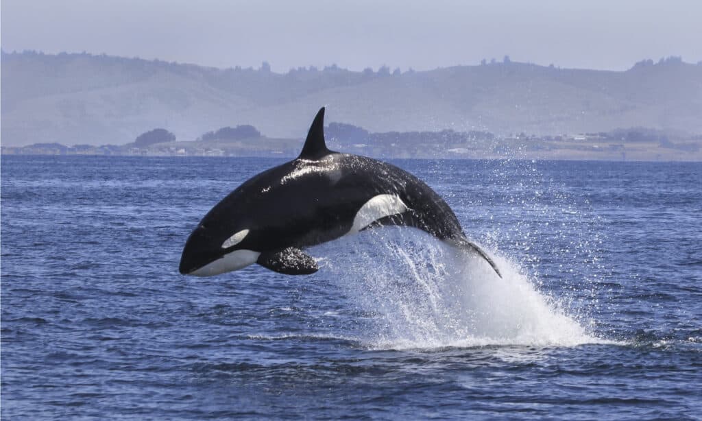 Killer Whale (Orcinus orca) breaching.