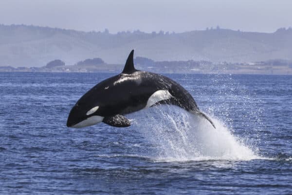 Orca, or Killer Whale (Orcinus orca), breaching the water.