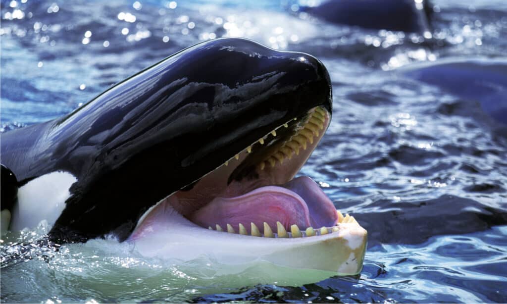 killer whale vs shark