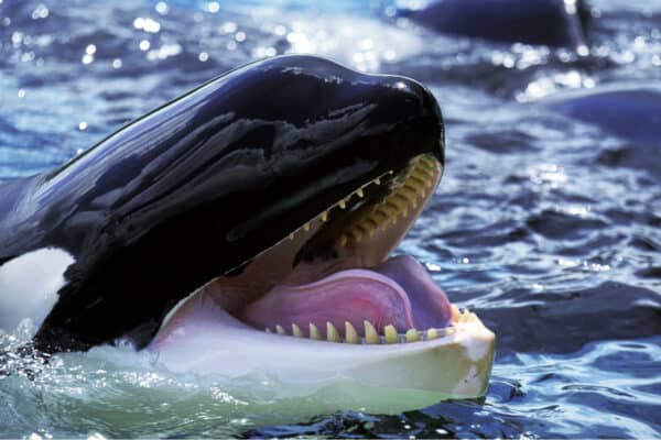 Killer whale with open mouth.