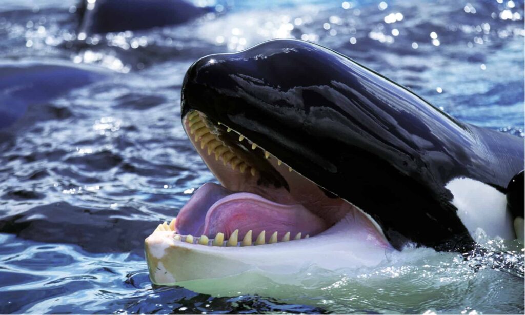 Killer whale with open mouth.