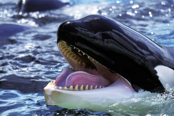 Killer whale with open mouth.
