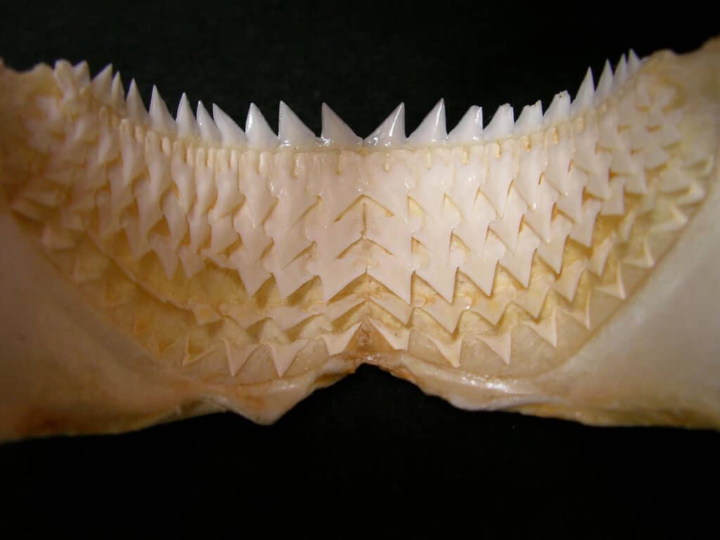 Kitefin shark jaw skeleton