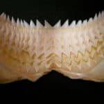 Kitefin shark
