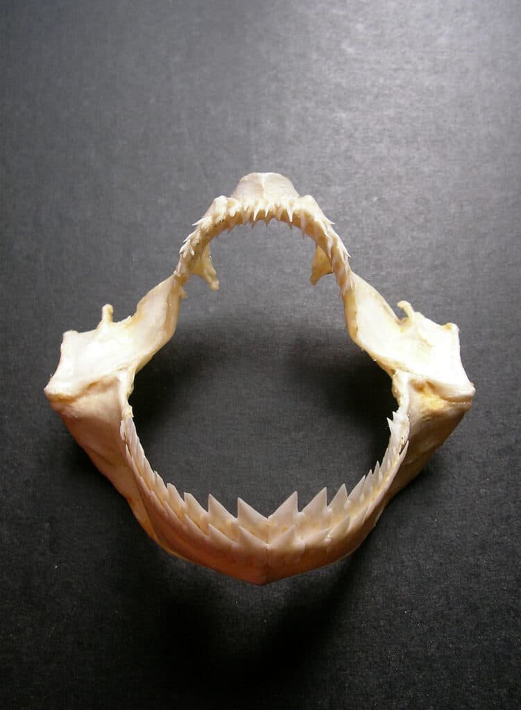 Kitefin shark jaw bone