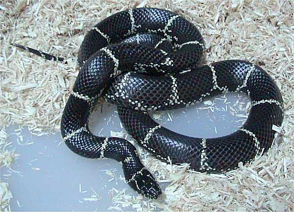 Lampropeltis getula Eastern Kingsnake