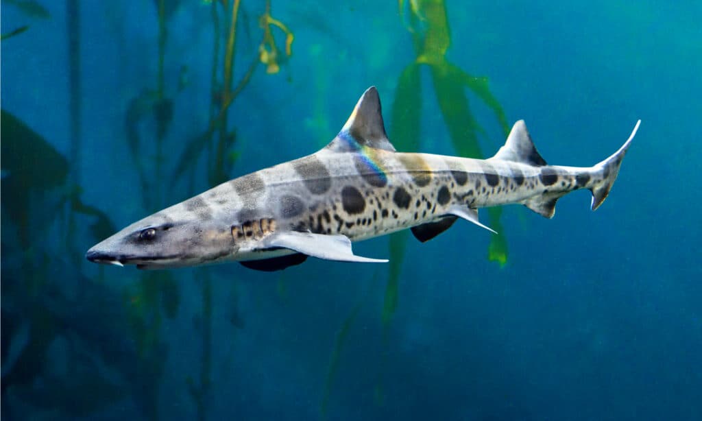 Leopard Shark swimming in kelp bed