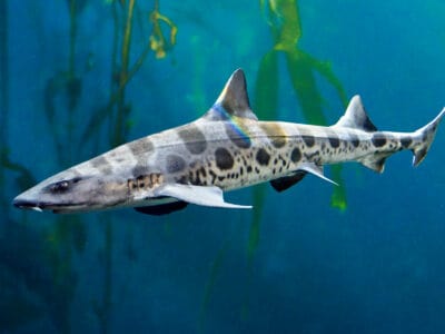A Leopard Shark