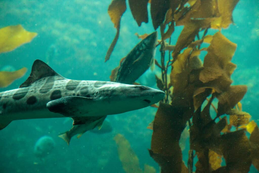 Le requin léopard, Triakis semifasciata, est une espèce de requin tapis et se trouve dans tout l'Indo-Pacifique tropical.