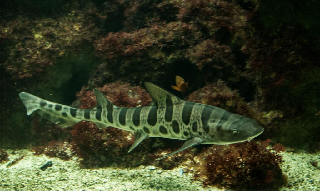 Le requin léopard est un poisson actif qui nage avec un mouvement ondulant.