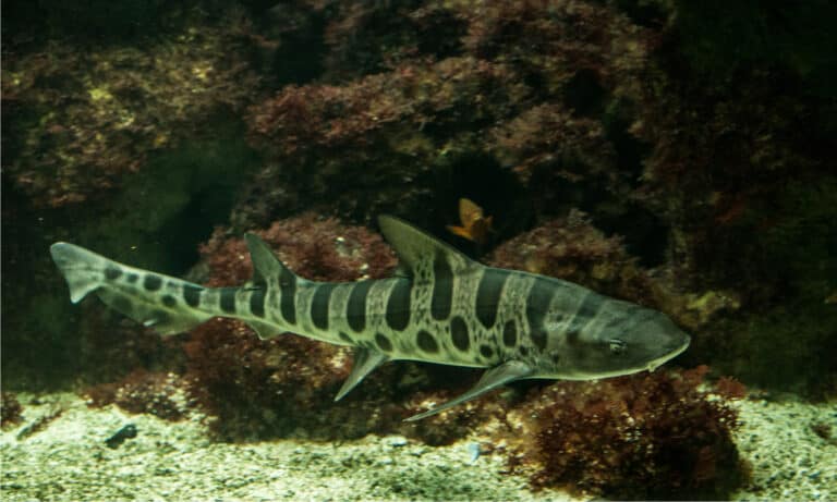 The Leopard shark is an active fish that swims with an undulating motion.