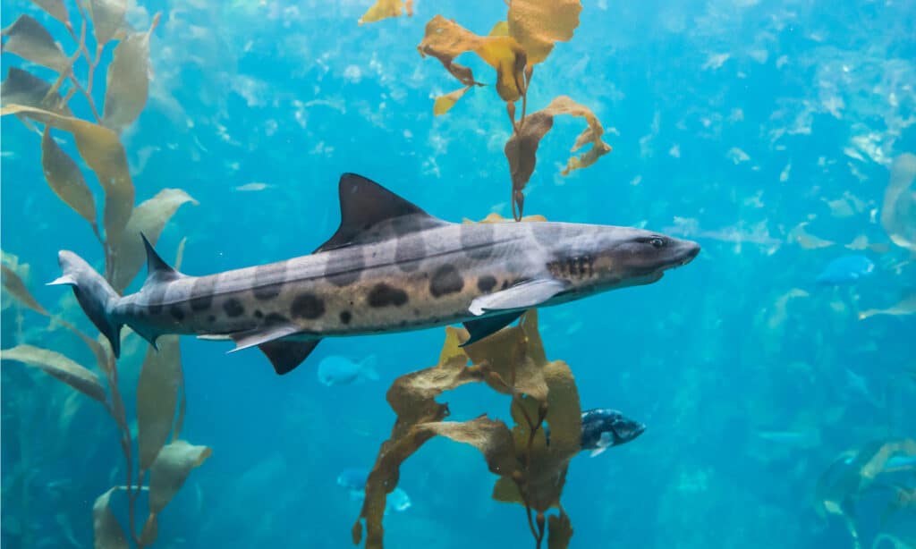 Леопардовая акула (Triakis semifasciata) плавает в водорослях вдоль Тихоокеанского побережья Калифорнии.