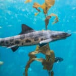 Leopard shark