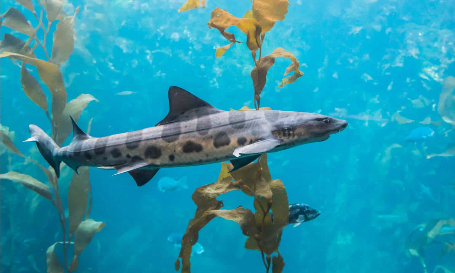 Tiger Shark Size Comparison: Just How Big Do They Get? - A-Z Animals