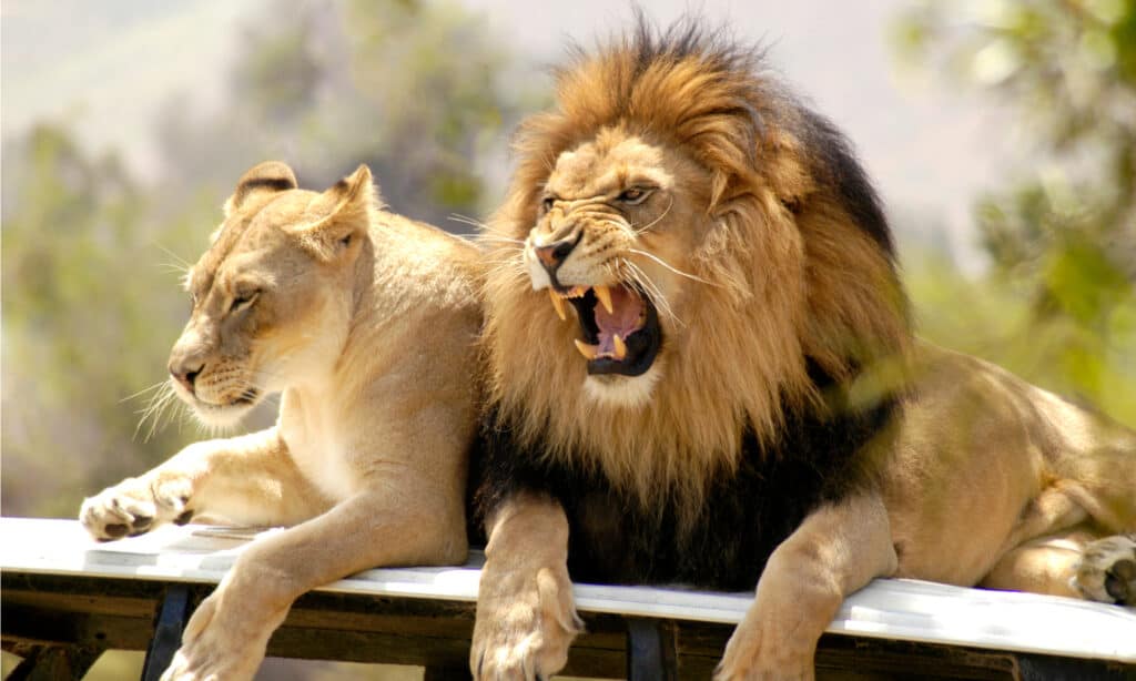 Löwen springen absurd hoch