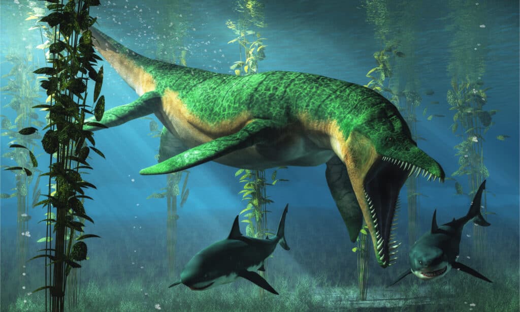Artist's rendering of Liopleurodon chasing prey through the ocean