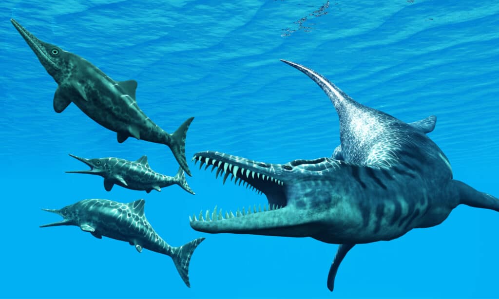 Liopleurodon attacks Ichthyosaurus - Liopleurodon was a giant marine reptile that hunted Ichthyosaurus dinosaurs in Jurassic Seas