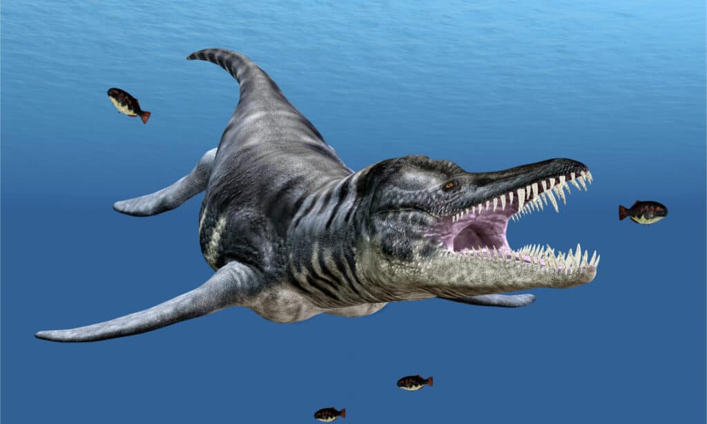 3D illustration of Liopleurodon hunting