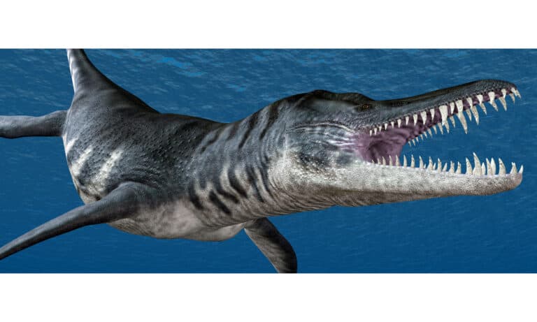 3D computer generated image of Liopleurodon swimming