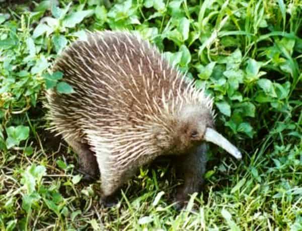 The Western long-beaked echidna, which is endemic to New Guinea. The echidna is one of a handful of mammals to give birth to its offspring by laying eggs.