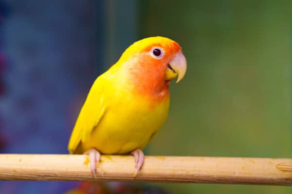 Lovebird in cage