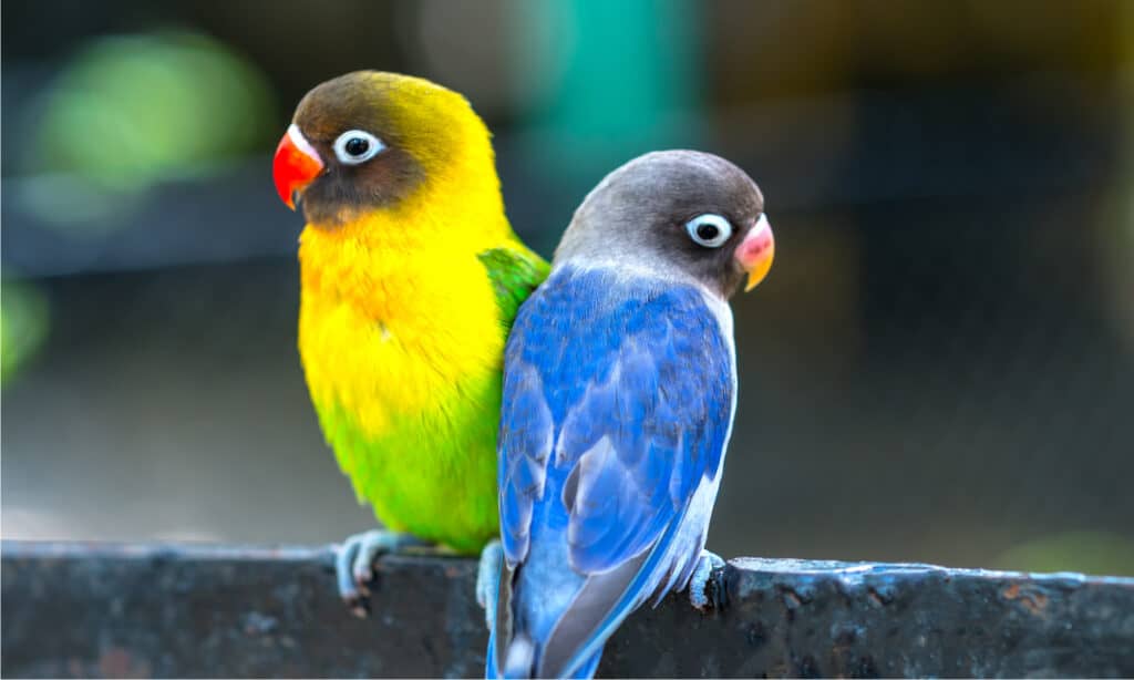 Two lovebirds sitting together on a fence.