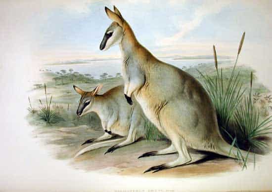 Toolache Wallaby - nineteenth century illustration of male and female /Macropus greyi (orig. Halmaturus greyi)