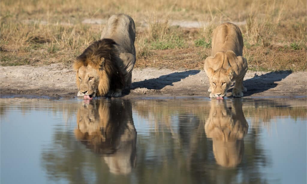 Lion and lioness drinking water at watering hole