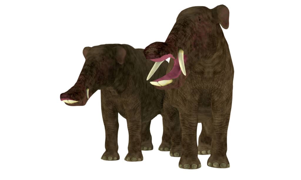 3D rendering of male and female platybelodon