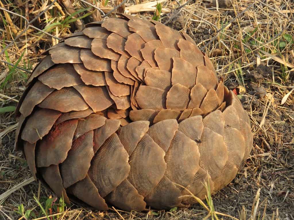 This is a pangolin in protective posture.