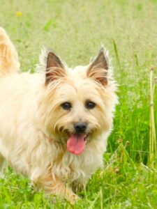 Meet Your Next Great Family Pet: Cairn Terrier! Picture