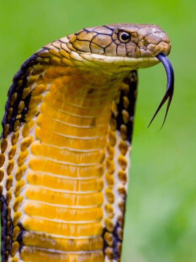 Meet the Smartest Snake in the World King Cobras Cover Image