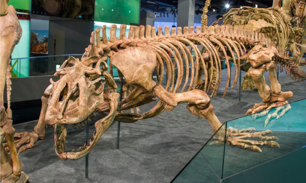 The cast fossil of Megalania from Queensland Australia in Melbourne Museum. It is an extinct giant goanna or monitor lizard.