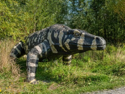 Megalania Picture