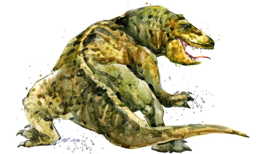 Megalania isolated on white background.