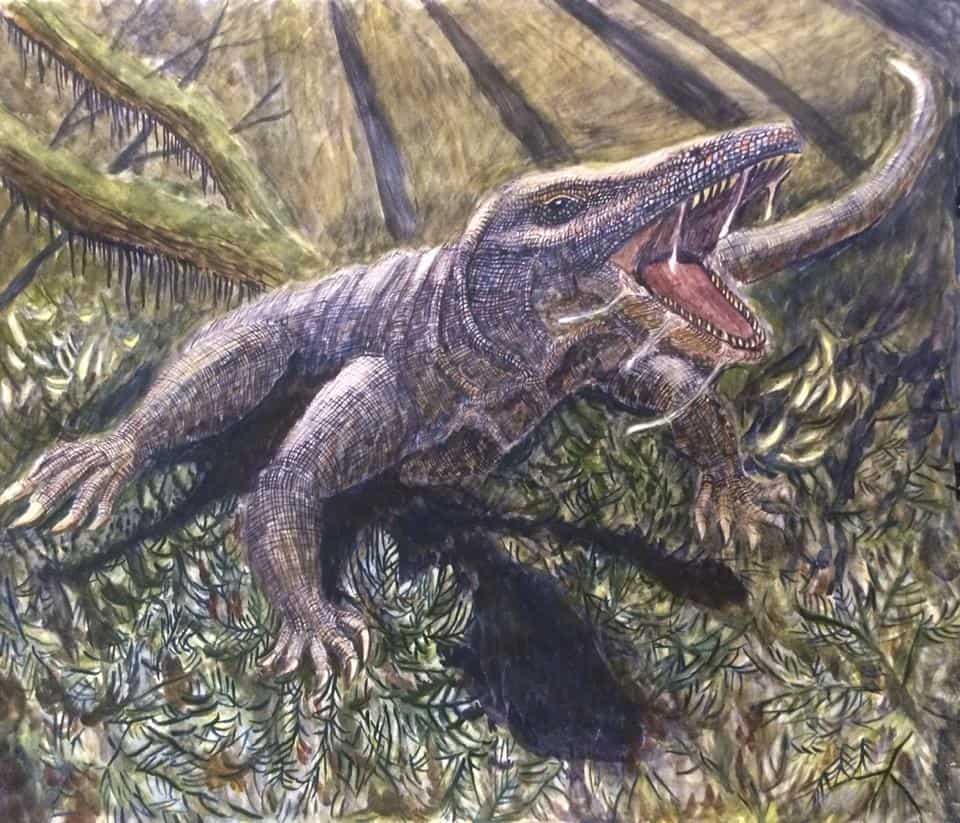 Mainly feasting on mid-sized to large animals, Megalania would have been a carnivore.