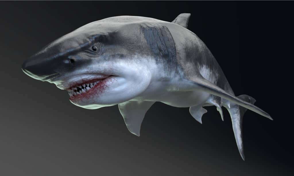 Megalodon close-up