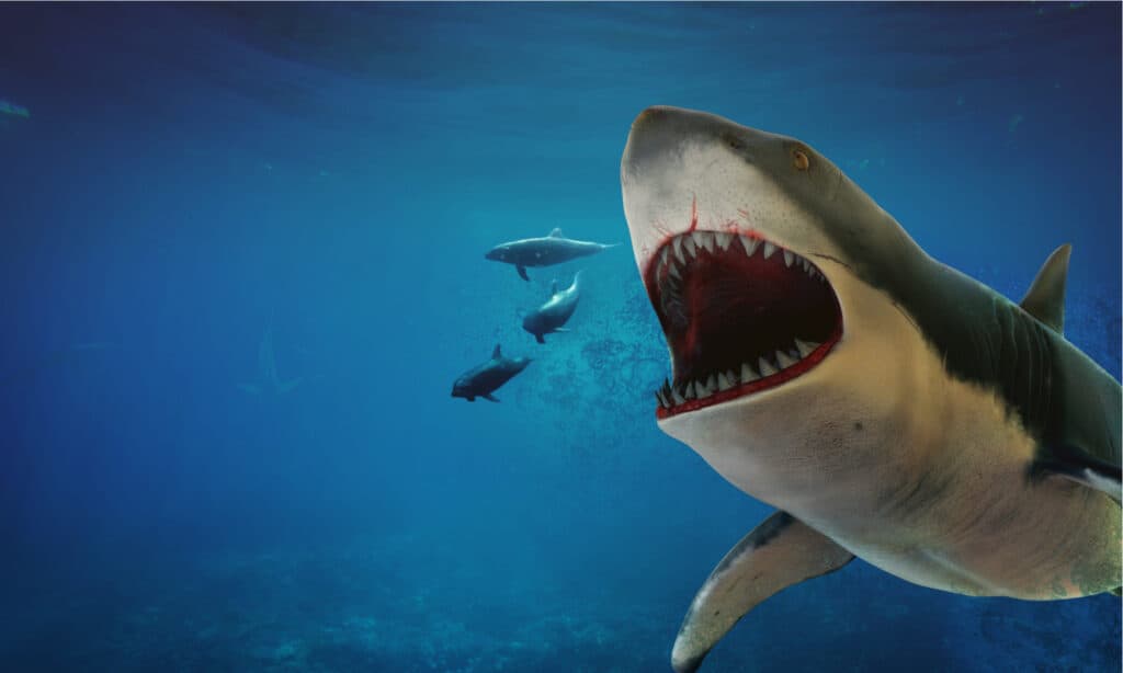 Megalodon Shark Săn một số cá heo.