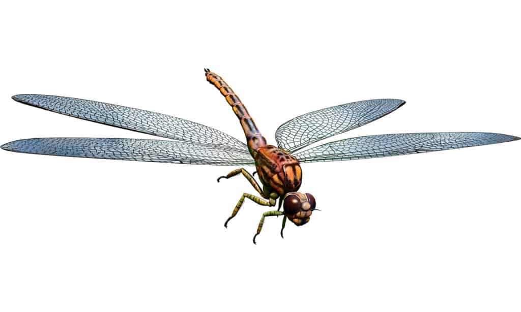 3D illustration of Meganeura on a white background