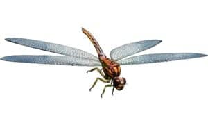 Discover the Falcon-Sized Dragon Fly That Ate Lizards Picture