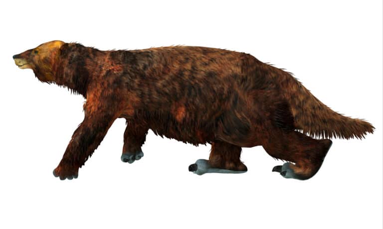 Megatherium