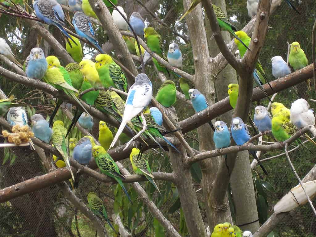 Group of parakeets
